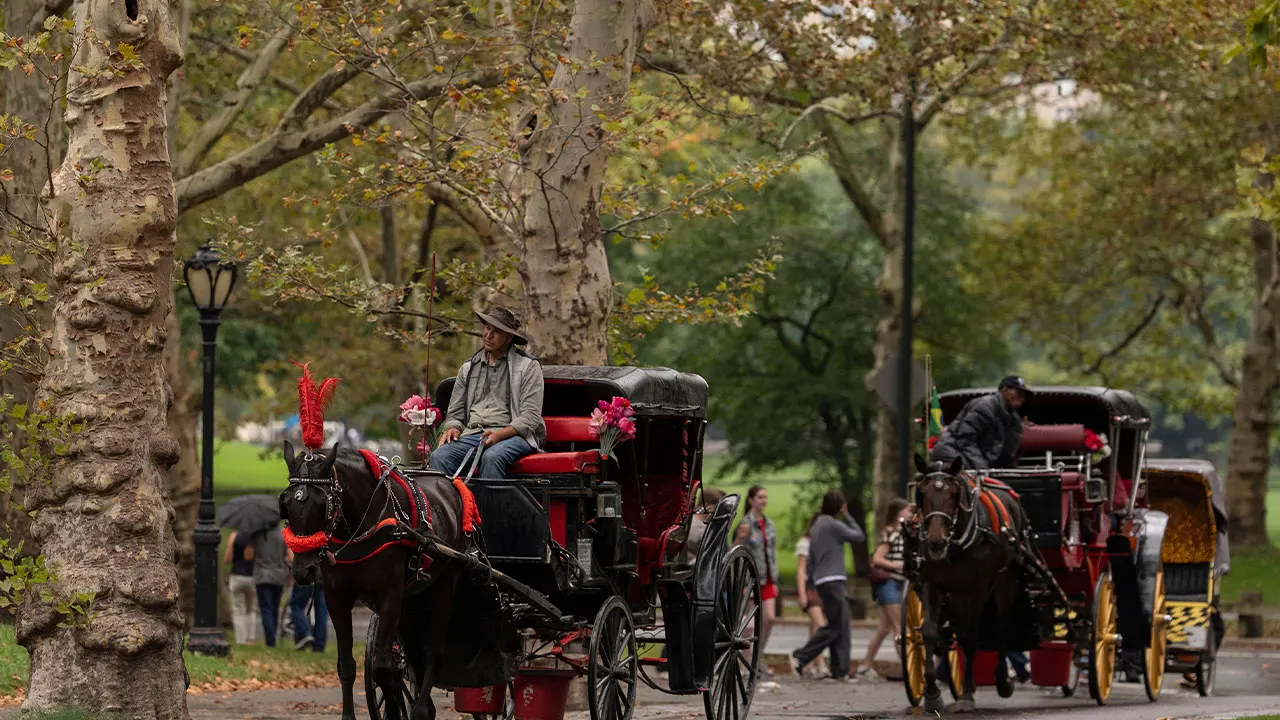 City Council decides to prohibit horse-drawn carriages in Central Park by 2028