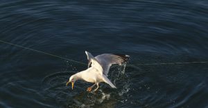 Community Remembers Father Who Died While Assisting a Seagull
