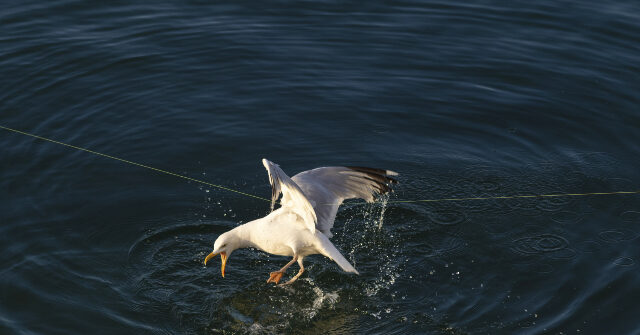 Community Remembers Father Who Died While Assisting a Seagull