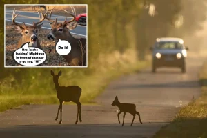 Deer collisions increase in New York during the autumn breeding season