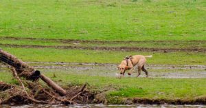 Dog Called &lsquo;Canyon&rsquo; Becomes Hero in Search-and-Rescue After Modest Start