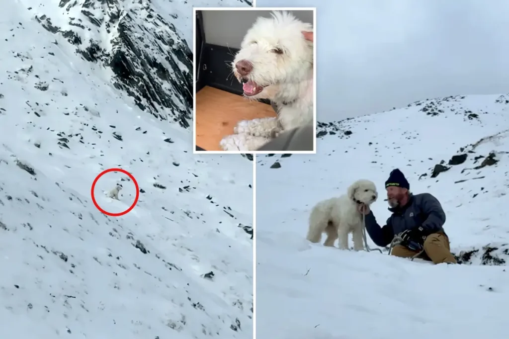 Dog rescued alive two days after being separated from owner in Alaska avalanche