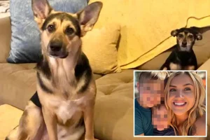 Dog without sight causes fatal house fire, resulting in its own death and that of its dog brother.