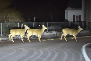 Drivers in New Jersey cautioned about a rise in active deer looking for mates