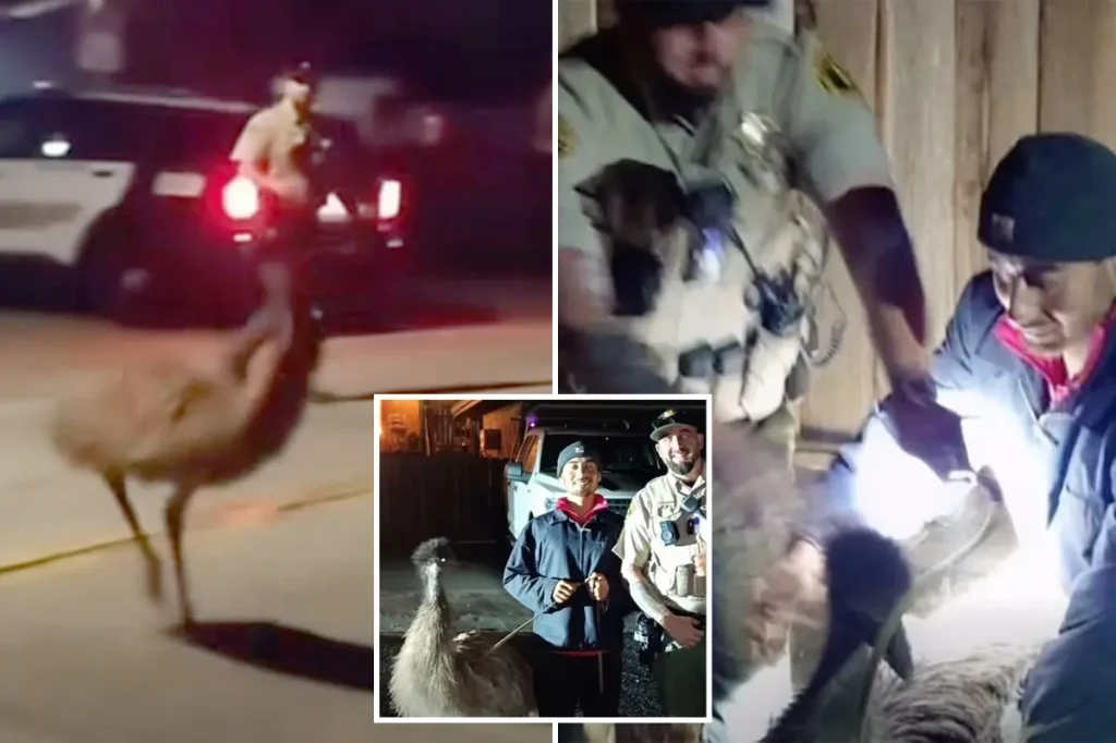 Escaped emu creates traffic disruption in California as officers pursue bird