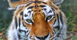 Ex-Child Actor Killed by Tiger in English Zoo Was Taking "Strong" Medication for Mental Health Issues