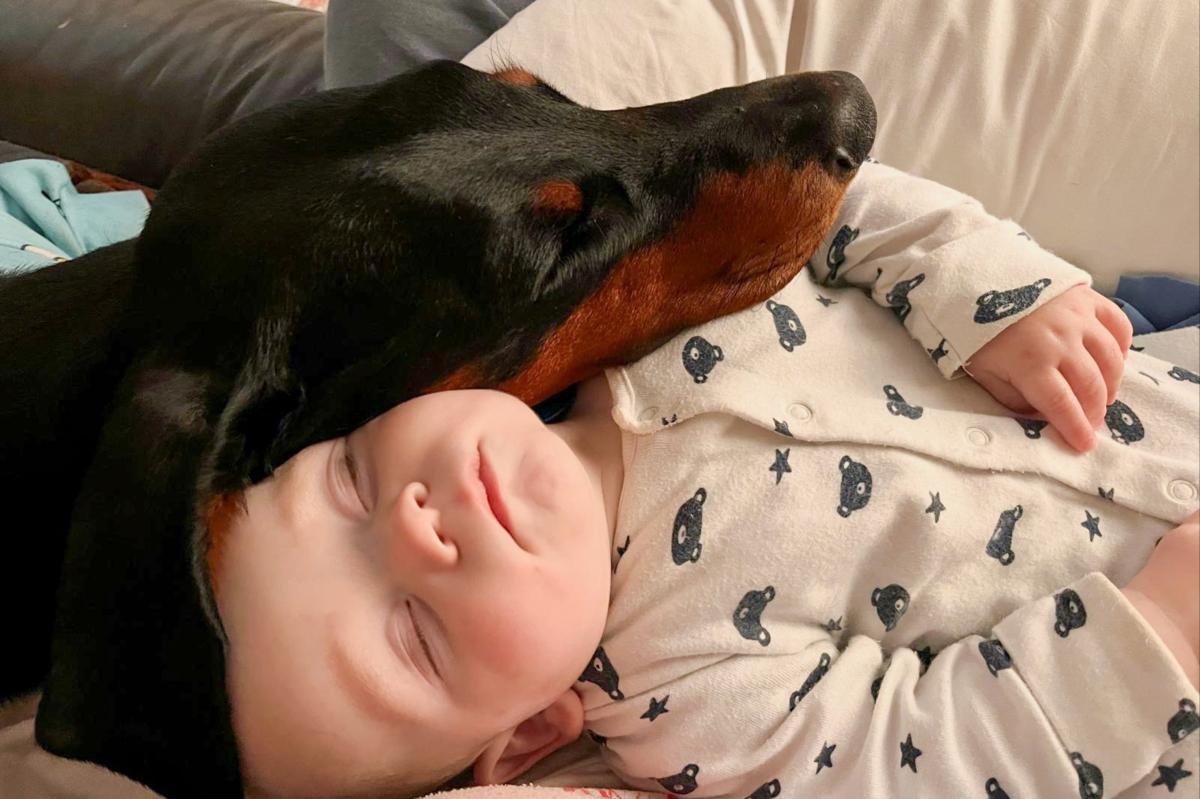 Family dog saves baby's life by noticing rapid heartbeat