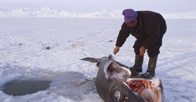 Greenland Fishermen Set to Harvest More than 1,000 Sharks that Can Live for Over 400 Years
