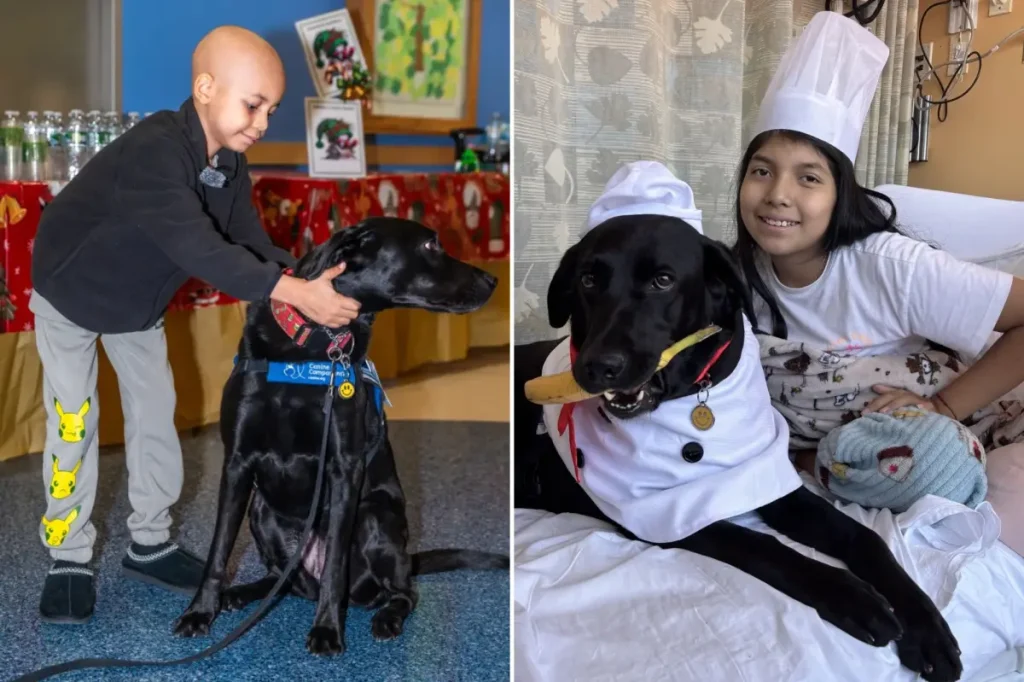 How dogs in New York City hospitals are aiding the recovery of ill children