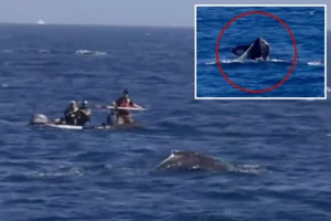 Humpback whale in distress seen near Palos Verdes shoreline