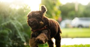 Images: Rescue Dog Warns Man of Medical Crisis Just in Time