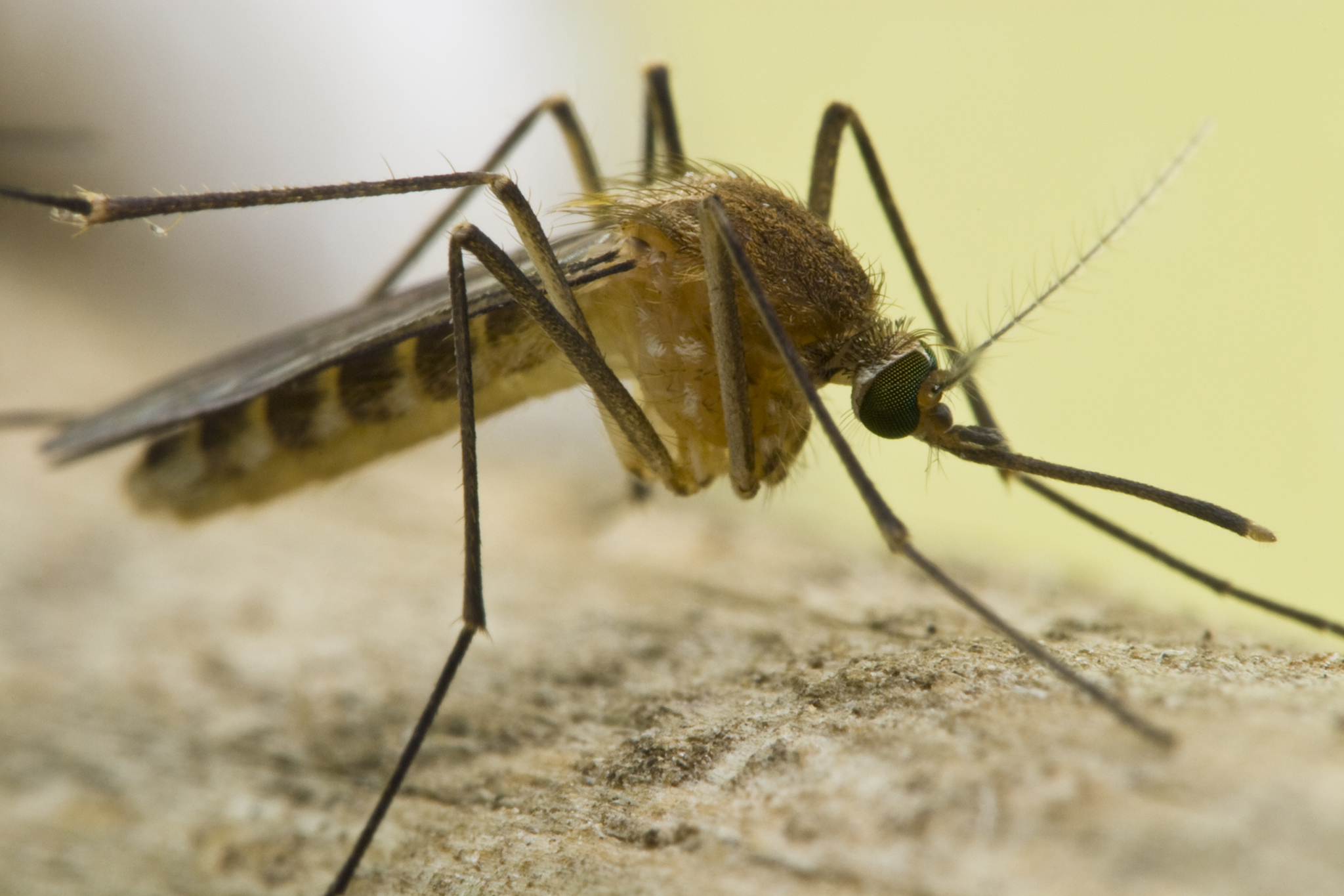 Increase in brain-targeting mosquito-borne illness in California