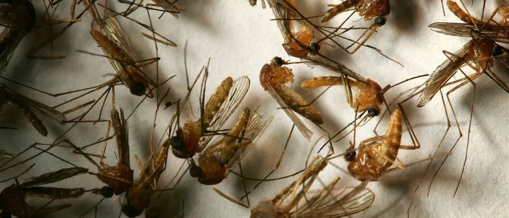Insect-Carrying Disease Threatens Los Angeles
