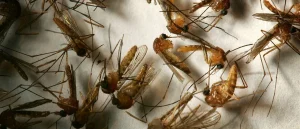 Insect-Carrying Disease Threatens Los Angeles