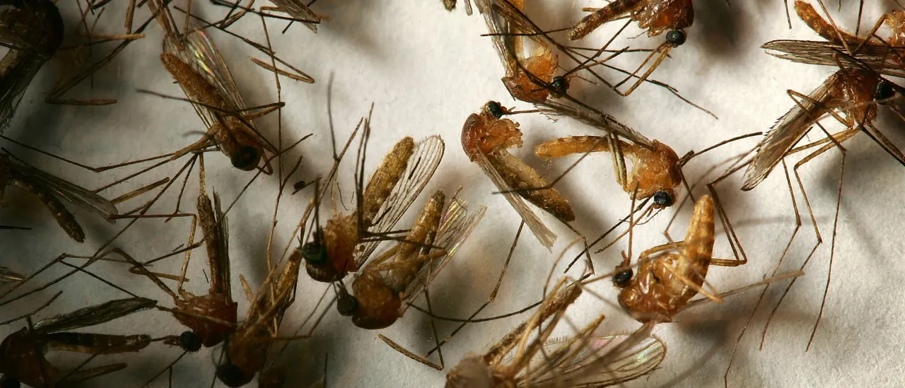 Insect-Carrying Disease Threatens Los Angeles
