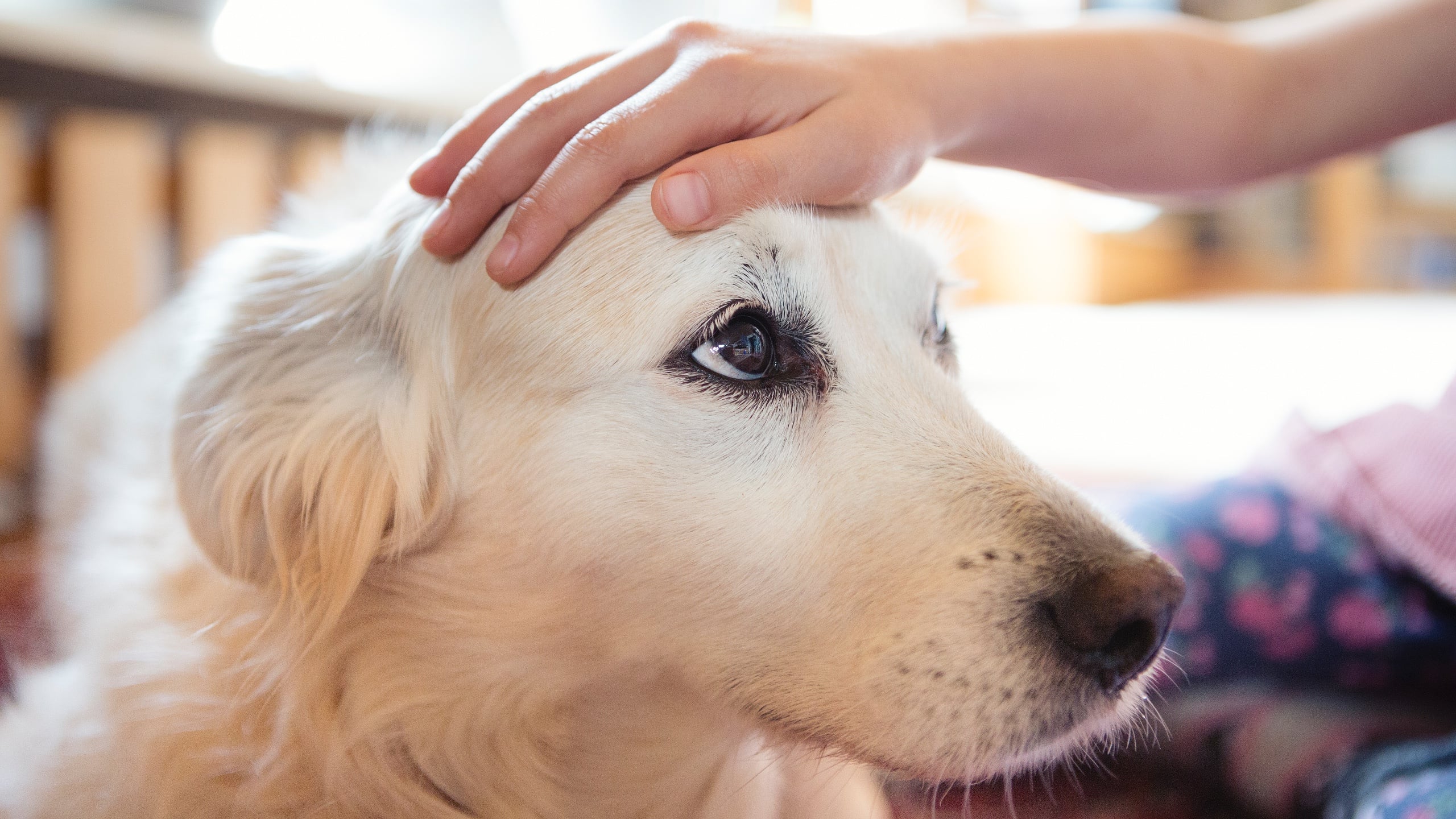 Interacting with Your Dog May Provide Protection Against Future Stress, Study Finds