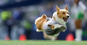 Kyle Monangai, Alim McNeill, and Banana the Corgi shine as the NFC's Week 4 hidden stars