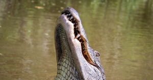 Large Alligator Kills Elderly Person While Fishing by the Lake