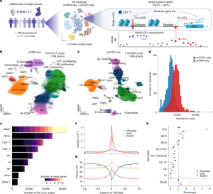 Large-scale immune multiome study uncovers regulatory mechanisms behind diseases