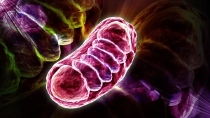 Leucine does more than just help build muscle; it energizes your cells.