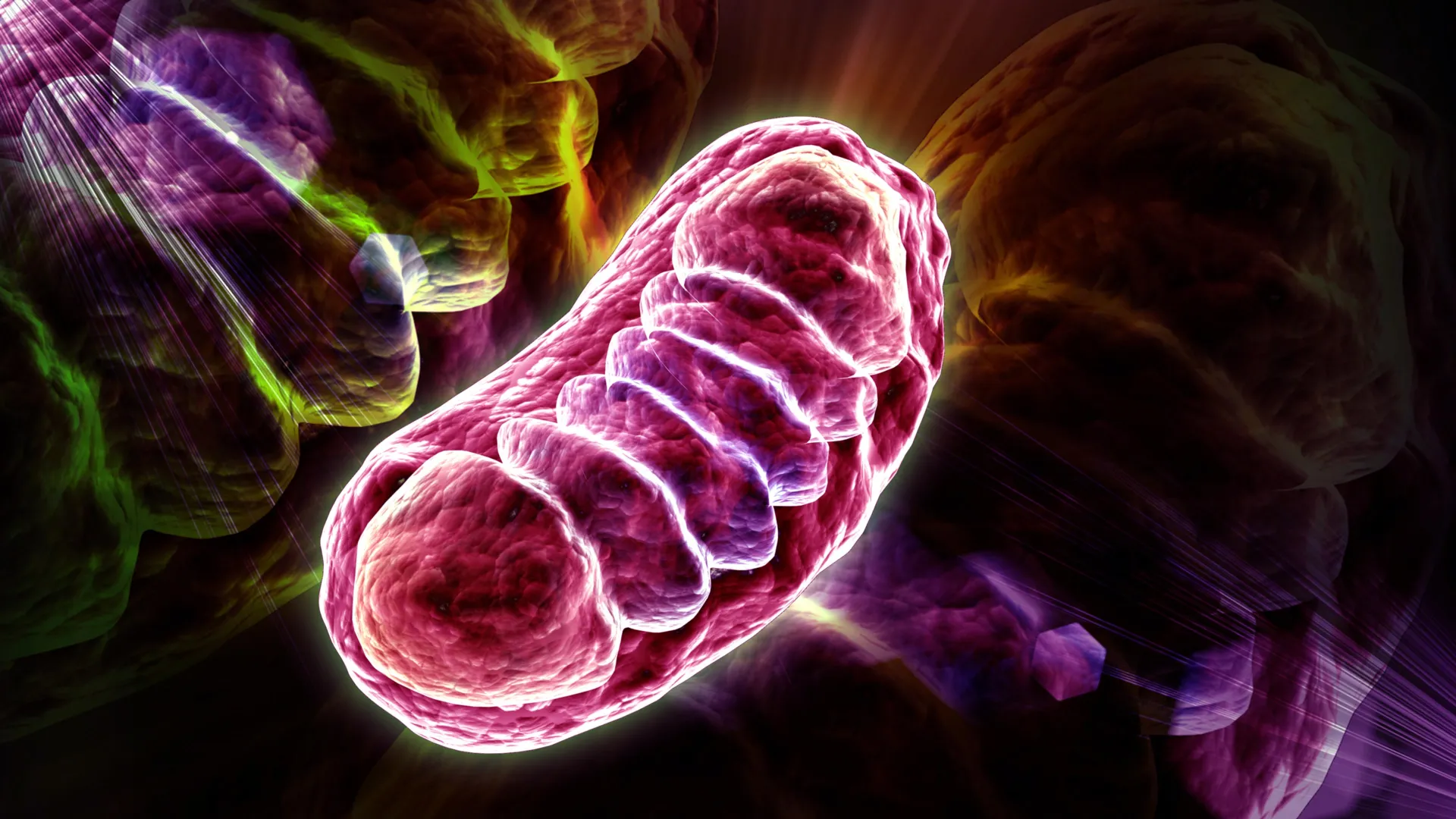 Leucine does more than just help build muscle; it energizes your cells.