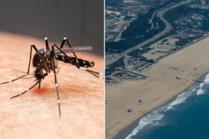 Los Angeles has the highest number of mosquitoes in the country.