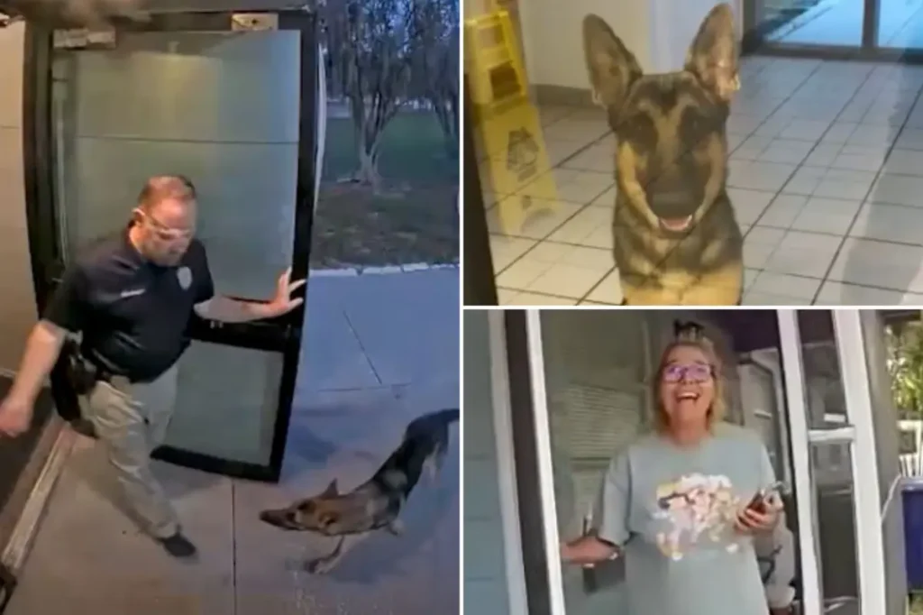 Lost dog in Florida goes to Tampa police station to report himself missing and reunites with his emotional owner.