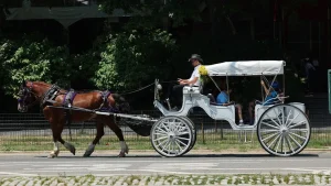 Mamdani and New York City officials reach a consensus to prohibit horse-drawn carriages in Central Park by 2028