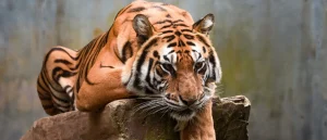 Man Enters Zoo Tiger Habitat and Is Killed by Animals