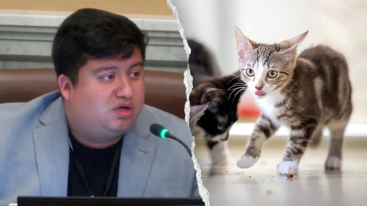 Minneapolis council member ridiculed for claiming Waymo is harming cats
