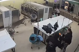 North Carolina laundromat goes into disarray after a deer crashes through the window