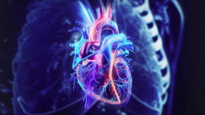Older Hearts Appear Younger When Transplanted into Younger Individuals