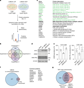 Ongoing neuronal stress signaling is the reason for the characteristics of Angelman syndrome