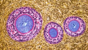 Ovaries Take on a Fascinating New Function After Menopause
