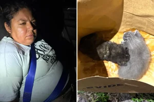 Person who dislikes dark fur buries live kittens she calls 'demonic': video