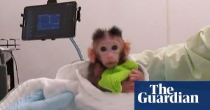 Peta publishes footage of tests conducted on baby monkeys at a university in Washington