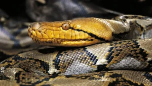 Python catchers capture the largest recorded reticulated python in Puerto Rico after it was seen constricting a pet cat.