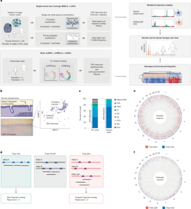Removal of genetically abnormal human brain cells during the perinatal period