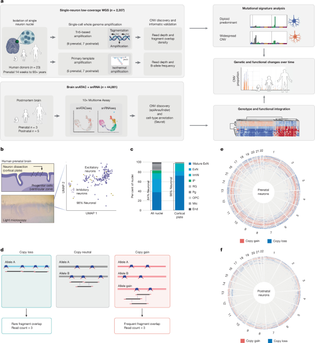 Removal of genetically abnormal human brain cells during the perinatal period