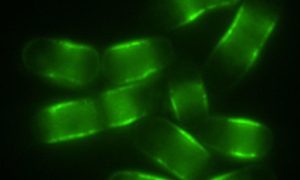 Researchers discover a 'switch' that could lead to longer lifespans