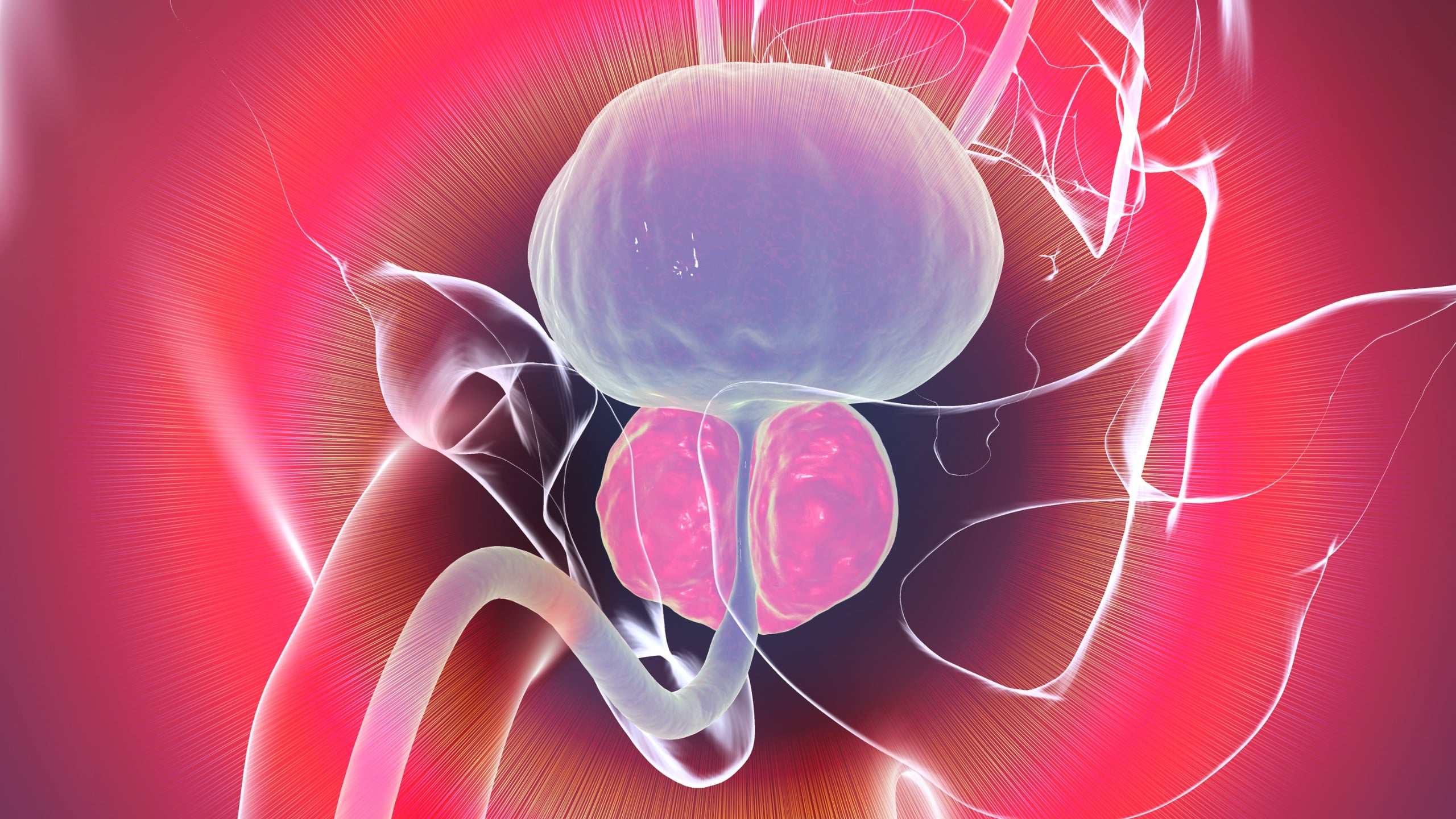 Researchers May Have Found the Reason Men's Prostates Become Larger as They Age