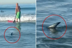 Shark approaches surfers too closely at El Porto Beach in Southern California