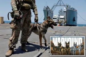 Startup in Silicon Valley secures $200M to develop genetically modified military dogs: 'Captain America meets Iron Man'