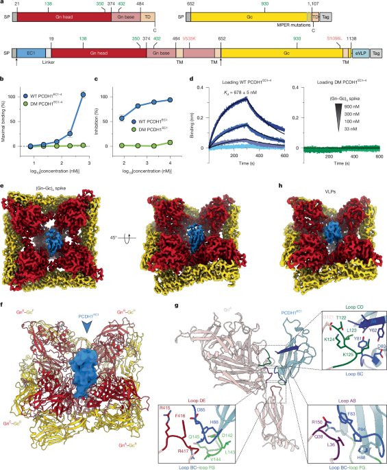 Structural foundation for the recognition of protocadherin-1 by New World hantaviruses