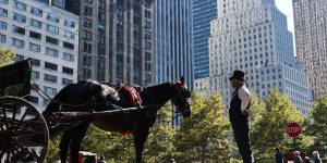 The last journey? NYC horse carriage drivers raise concern as Mamdani seeks to end the traditional industry
