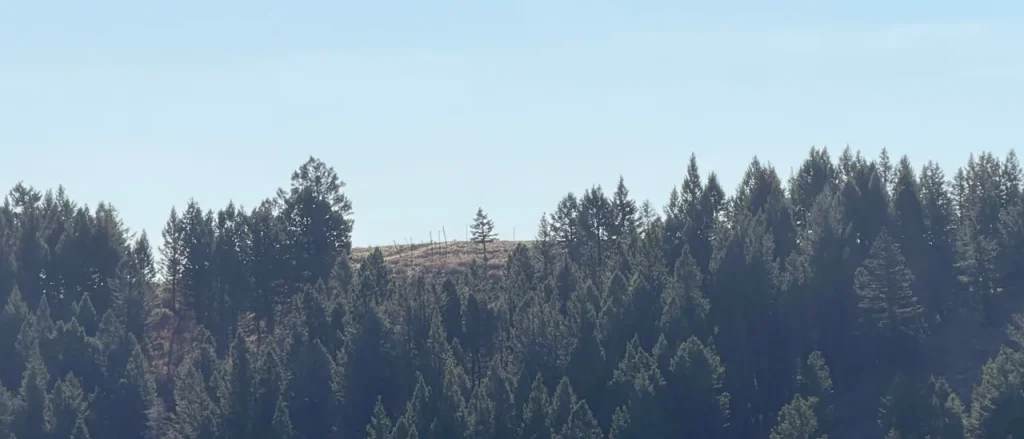 The Sole Tree on the Hill