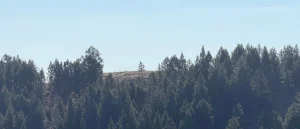 The Sole Tree on the Hill
