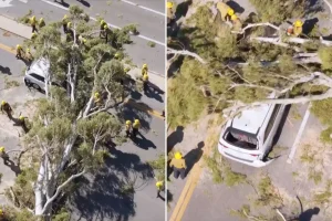 Tree falls on minivan in Santa Clarita