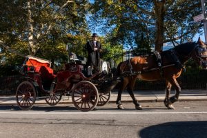 Trump points to 'political motives' following the ban on horse-drawn carriage rides in NYC after 150 years