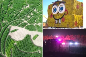 Two people injured in a large corn maze in Dixon, California